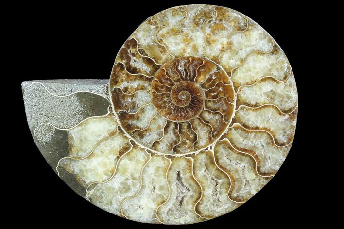 Agatized Ammonite Fossil (Half) - Agatized #88453
